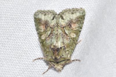 <i>Dryobotodes roboris</i>