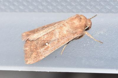 <i>Mythimna albipuncta</i>