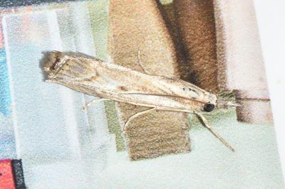 <i>Agriphila geniculea</i>