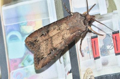 <i>Agrotis ipsilon</i>