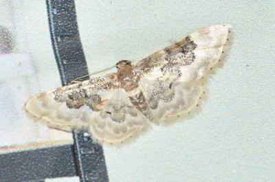 <i>Idaea rusticata</i>