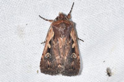 <i>Xestia agathina</i>