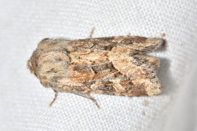<i>Luperina dumerilii</i>