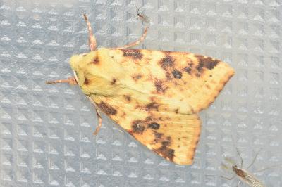 <i>Cirrhia icteritia</i>