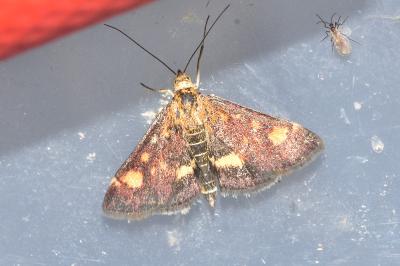 <i>Pyrausta aurata</i>
