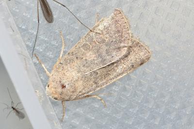 <i>Hoplodrina ambigua</i>