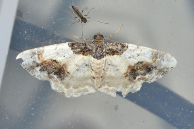 <i>Ligdia adustata</i>