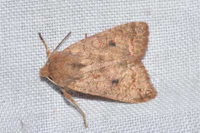 <i>Sunira circellaris</i>
