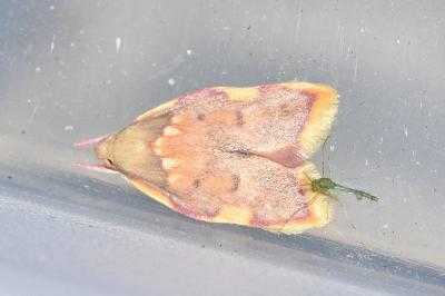 <i>Carcina quercana</i>
