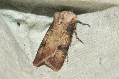 <i>Agrotis puta</i>