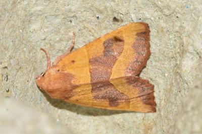 <i>Atethmia centrago</i>