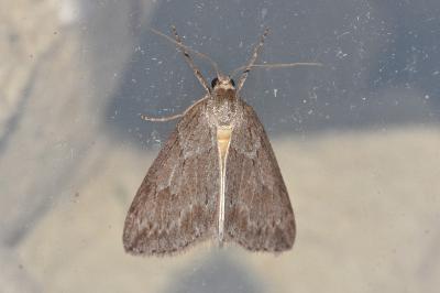 <i>Pachycnemia hippocastanaria</i>