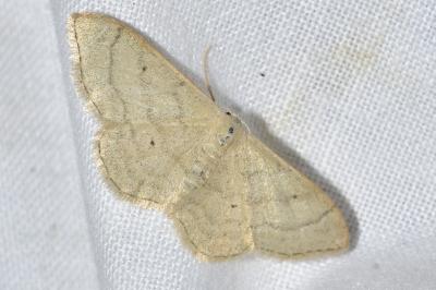 <i>Idaea straminata</i>