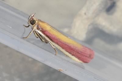 <i>Oncocera semirubella</i>