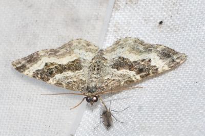 <i>Epirrhoe alternata</i>