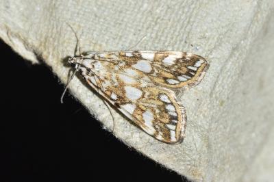 <i>Elophila nymphaeata</i>