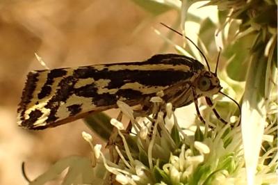 <i>Emmelia trabealis</i>
