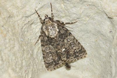 <i>Acronicta rumicis</i>