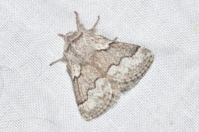 <i>Trichiura crataegi</i>