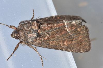 <i>Thalpophila matura</i>