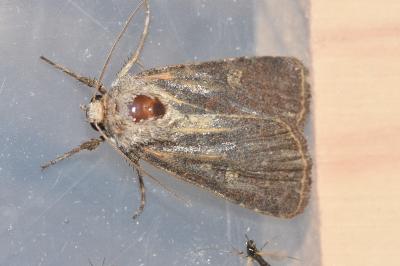 <i>Xestia xanthographa</i>
