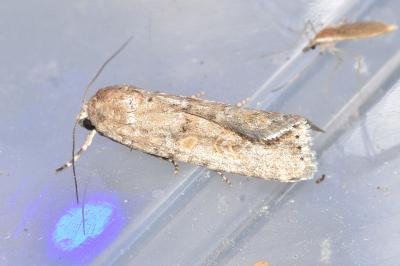 <i>Spodoptera exigua</i>