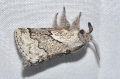 <i>Trichiura crataegi</i>