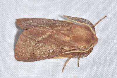 <i>Lasiocampa trifolii</i>