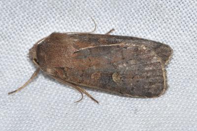 <i>Xestia xanthographa</i>