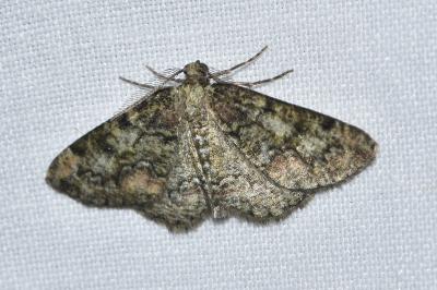 <i>Cleorodes lichenaria</i>