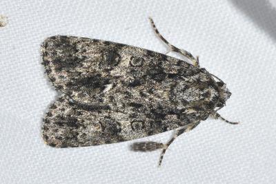 <i>Acronicta rumicis</i>