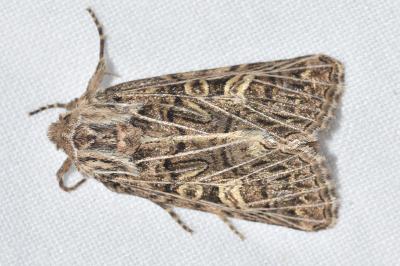 <i>Tholera decimalis</i>