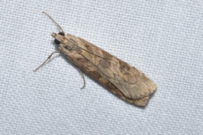 <i>Nomophila noctuella</i>