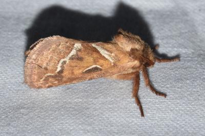 <i>Triodia sylvina</i>