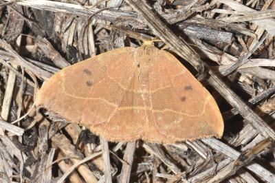 <i>Watsonalla binaria</i>