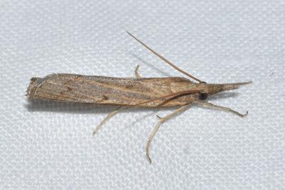 <i>Pediasia contaminella</i>