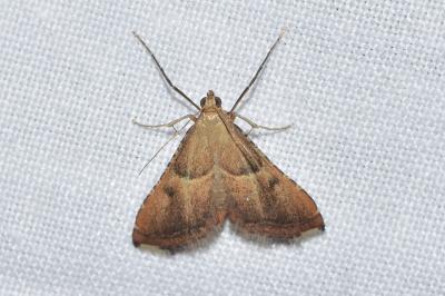 <i>Endotricha flammealis</i>