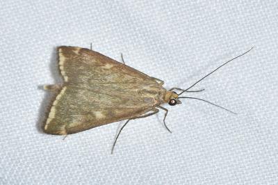 <i>Loxostege sticticalis</i>