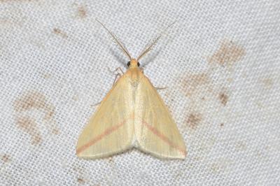 <i>Rhodometra sacraria</i>