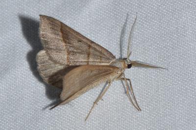 <i>Scotopteryx luridata/mucronata</i>