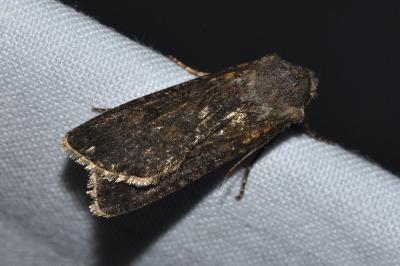 <i>Agrotis segetum</i>