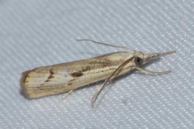<i>Agriphila geniculea</i>