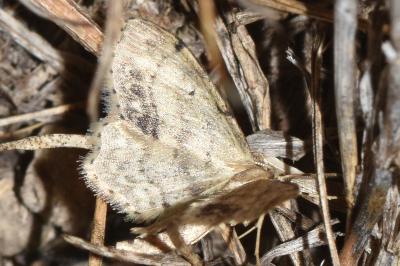 <i>Idaea dimidiata</i>