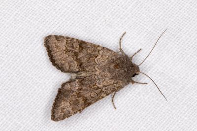 <i>Aporophyla lueneburgensis</i>