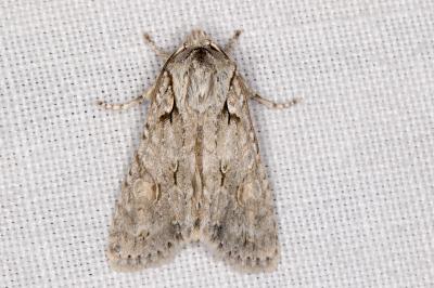 <i>Lithophane ornitopus</i>