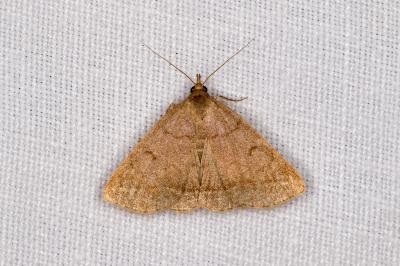 <i>Herminia tarsipennalis</i>
