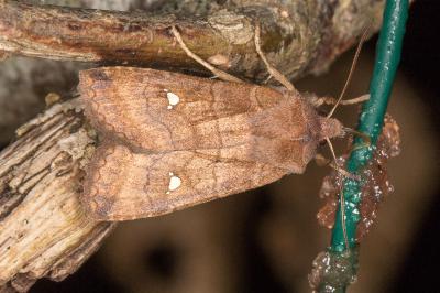 <i>Eupsilia transversa</i>