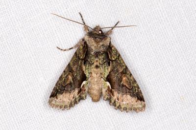 <i>Allophyes oxyacanthae</i>