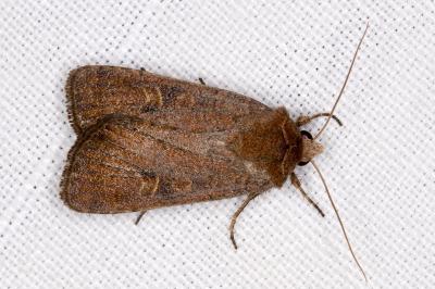 <i>Xestia xanthographa</i>