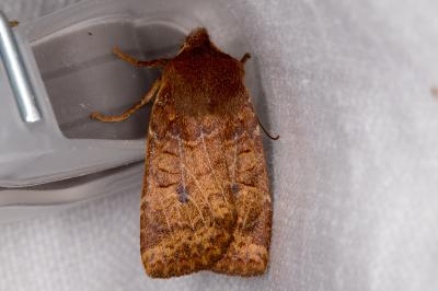 <i>Conistra vaccinii</i>